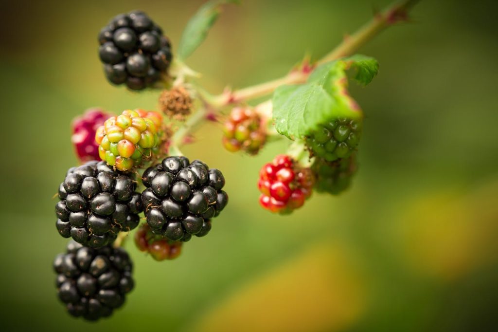 Vibrant blackberries ripening on a vine, showcasing a summer garden's bounty.